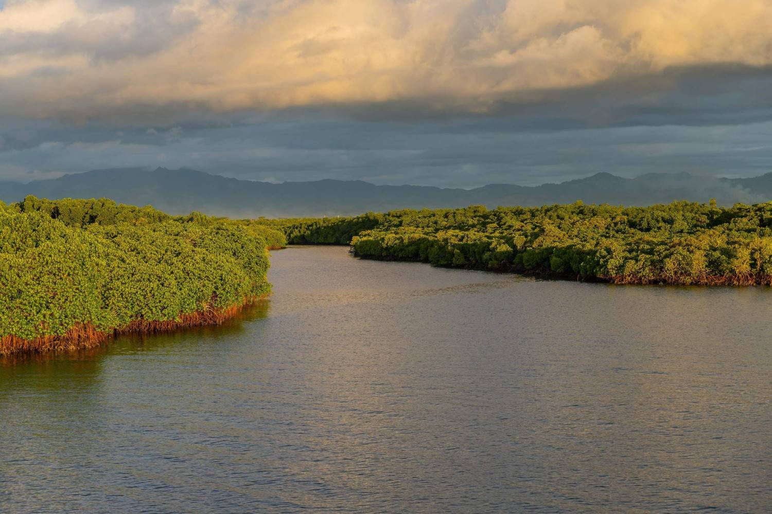 Mangroves Near Port Denarau In Fiji