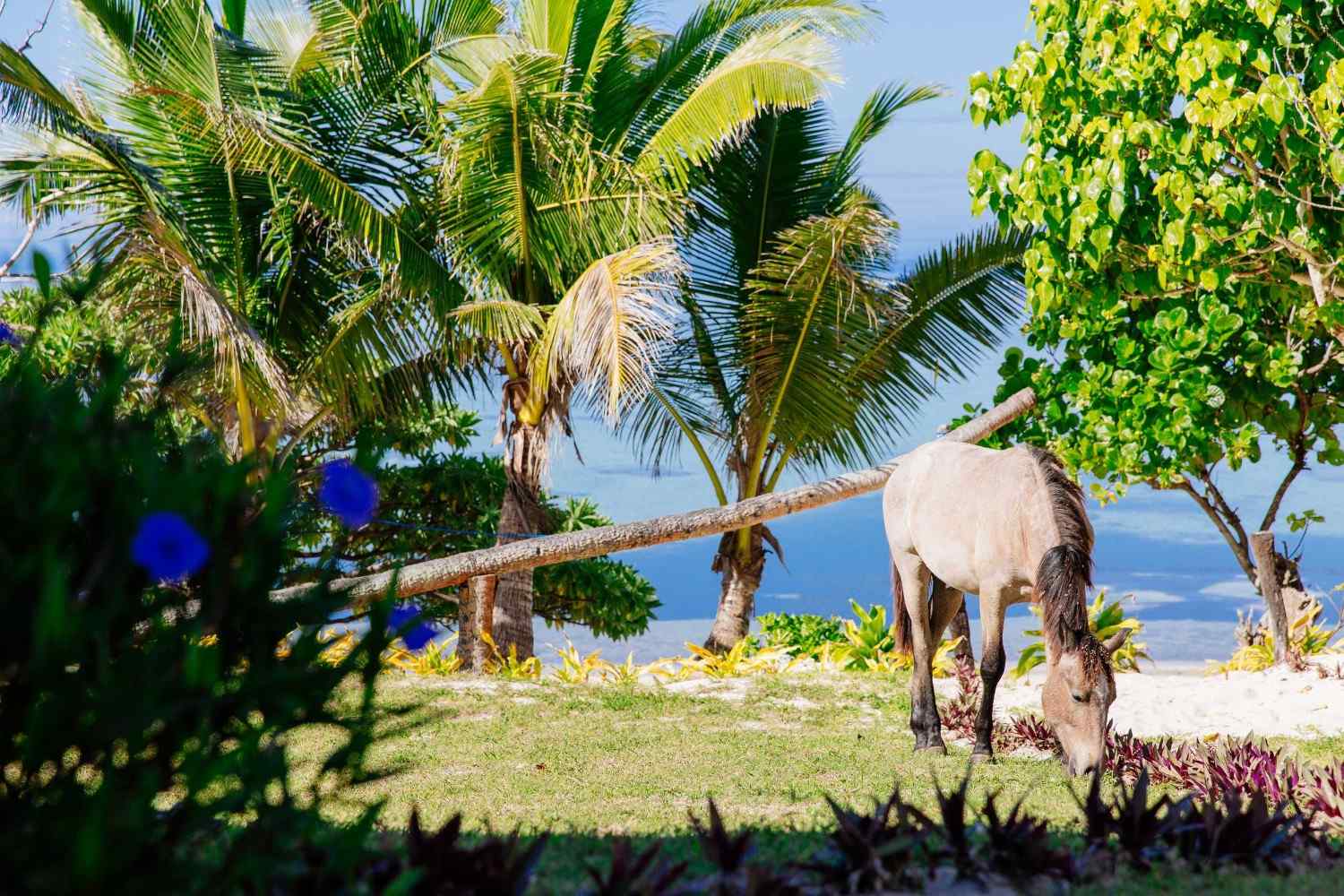 Scenic Coral Coast Beach In Fiji