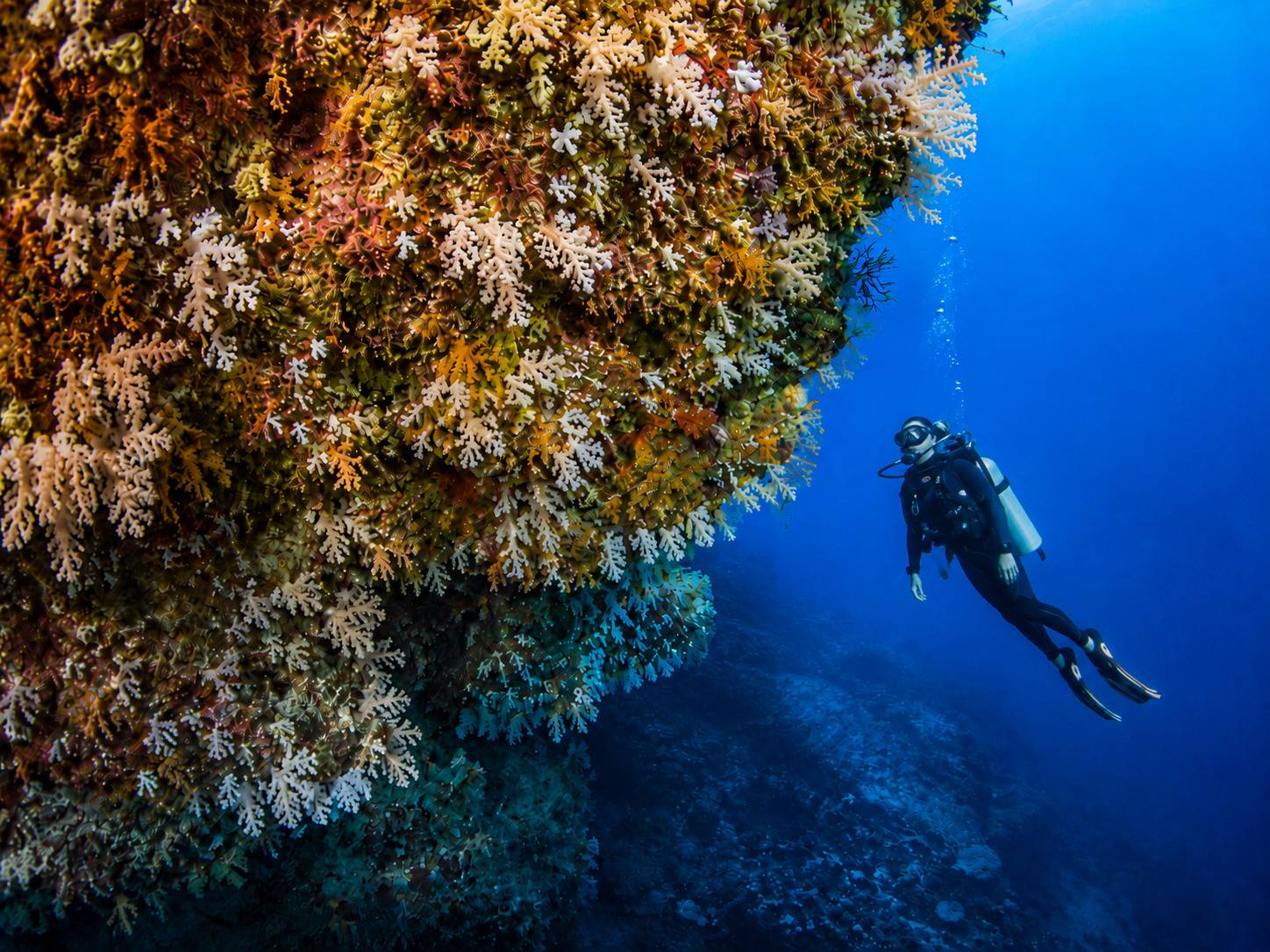 Scuba Diver At The Great White Wall